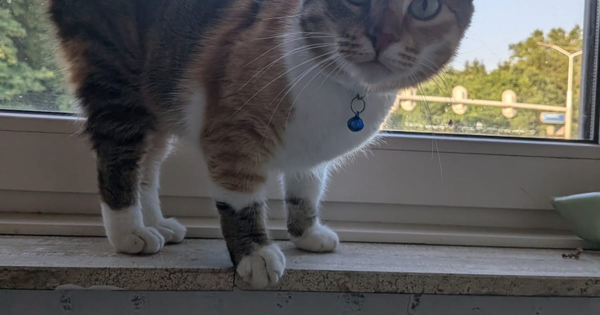 Heb jij Ojo of Talie gezien? Deze twee huisdieren worden in Vught vermist