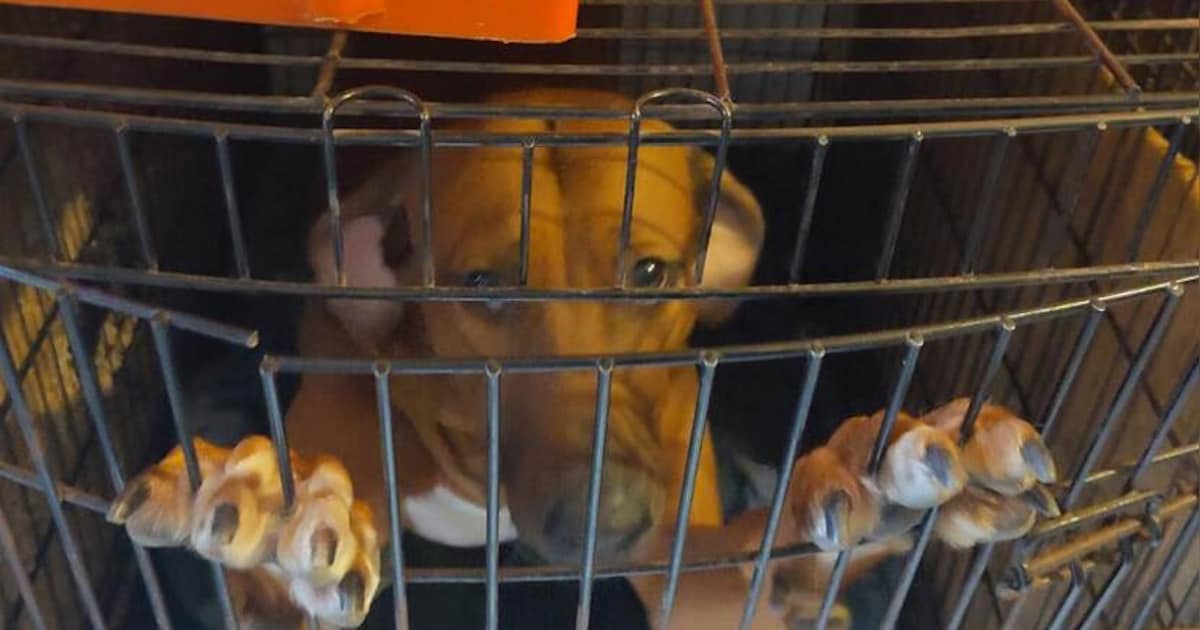 Woede en verdriet na vondst 84 verwaarloosde honden bij fokker in Paasloo: ‘Ga niet af op gladde pra