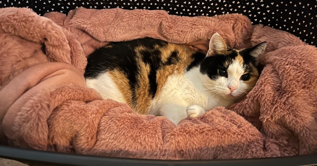 Heb jij Bo gezien? Dit huisdier wordt in Hillegom vermist