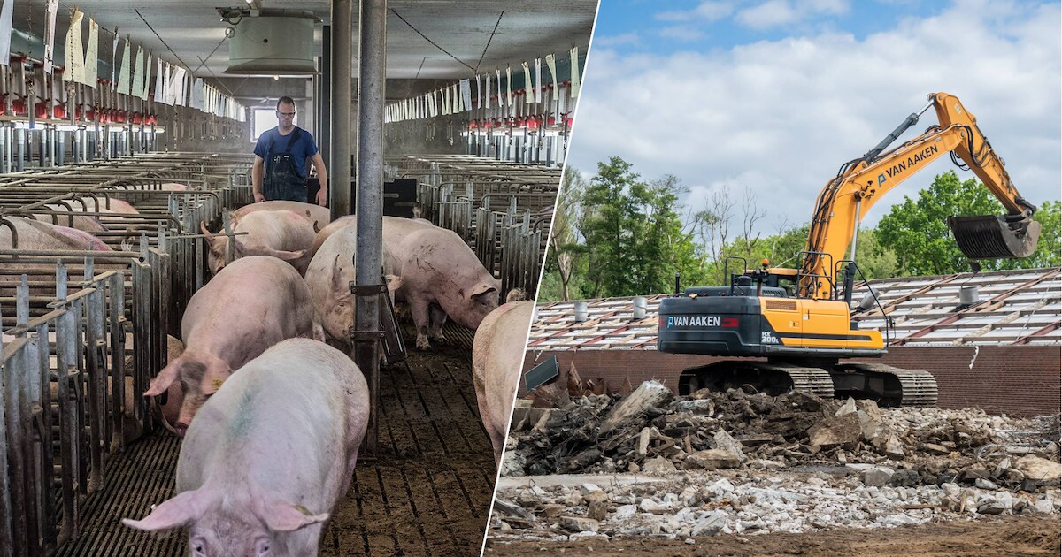 Buurt vocht jaren tegen stank en te veel varkens, nu ligt er mogelijk 5 miljoen klaar voor uitkoop: 