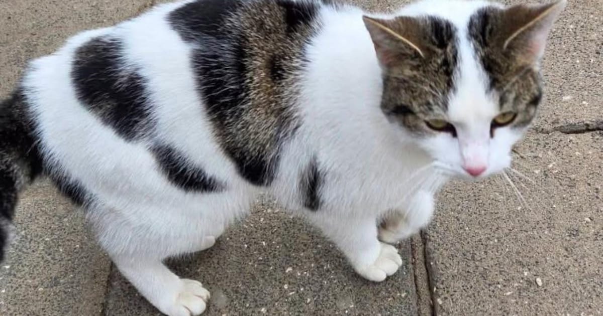 Heb jij Arie gezien? Dit huisdier wordt in Bodegraven-Reeuwijk vermist