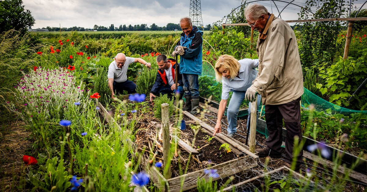 Westerveld geeft subsidie voor groenere tuinen en panden | Regio | AD.nl