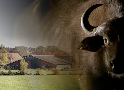 De winkel bleef open, maar tientallen buffels stierven een gruweldood: ‘Weken, misschien wel maanden