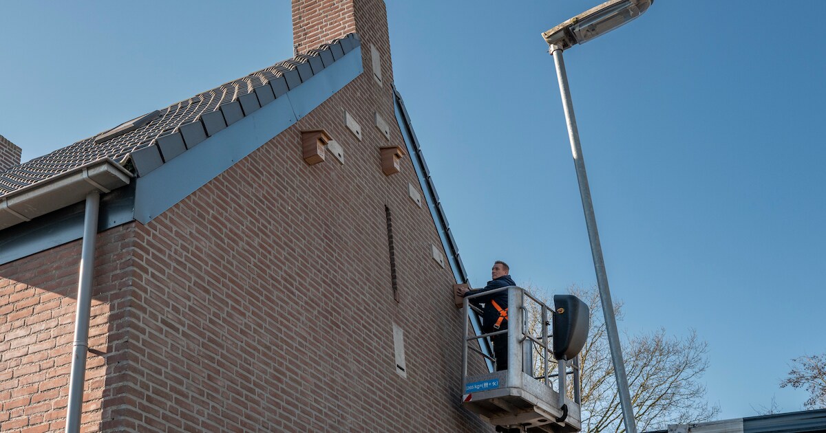 Medemblik zoekt gevels voor nestkasten