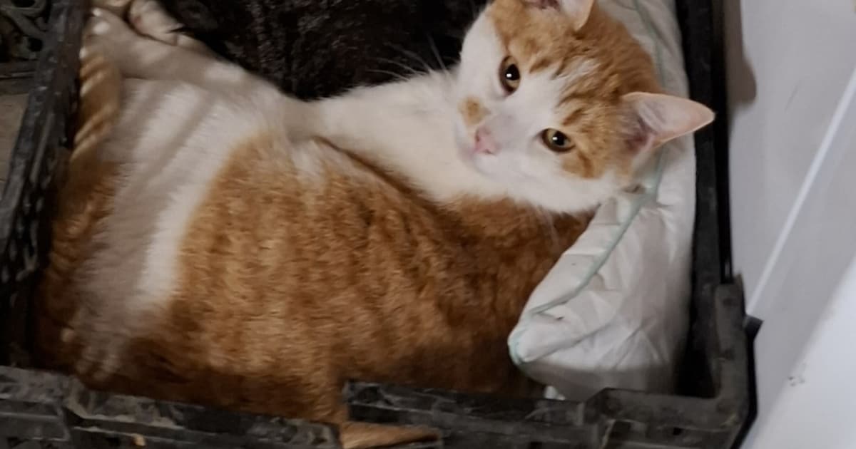 Heb jij Garfield gezien? Dit huisdier wordt in Hollands Kroon vermist