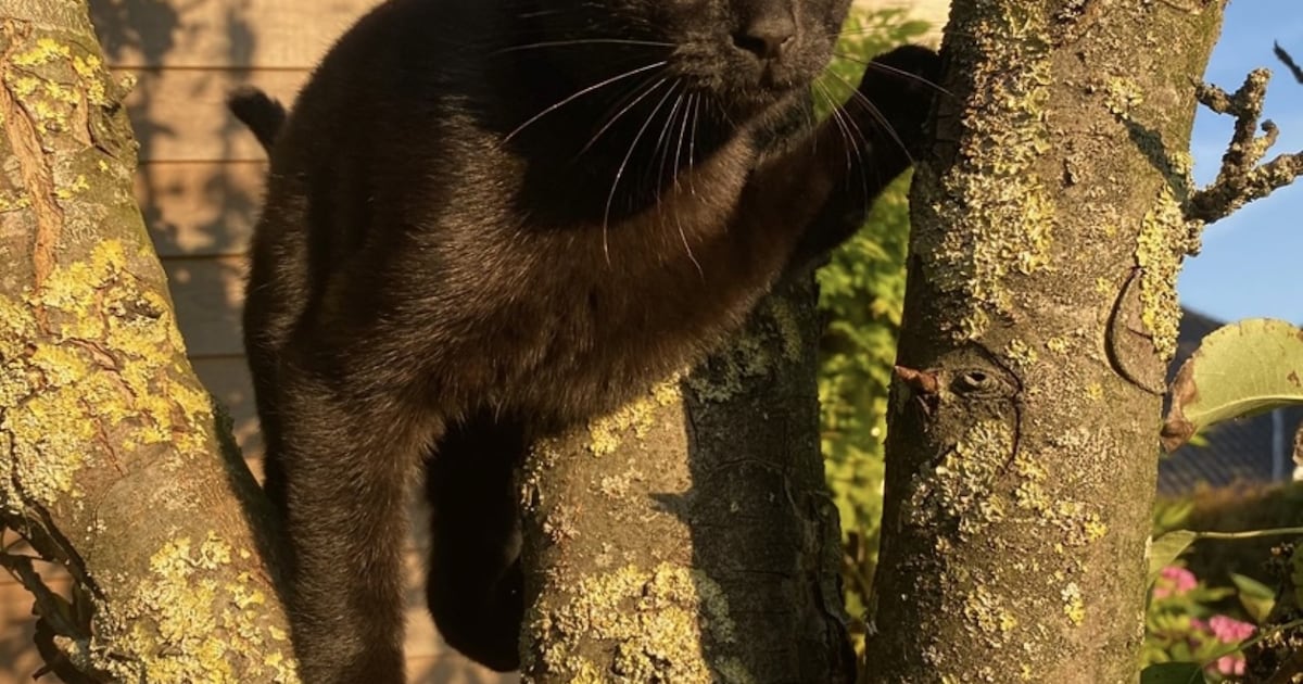 Heb jij Ernie gezien? Dit huisdier wordt in Castricum vermist