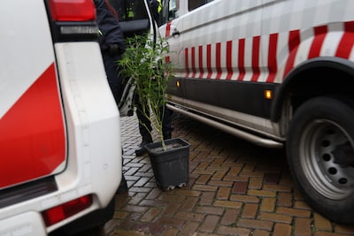 Politie stuit bij inval op hennepopslag, naar verwachting ruim vierhonderd wietplanten gevonden