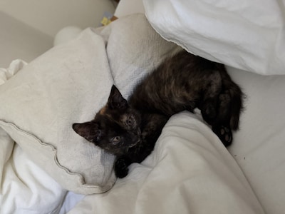 Heb jij Kenzi, Frida of Sjeintje gezien? Deze 19 huisdieren worden in Amsterdam vermist