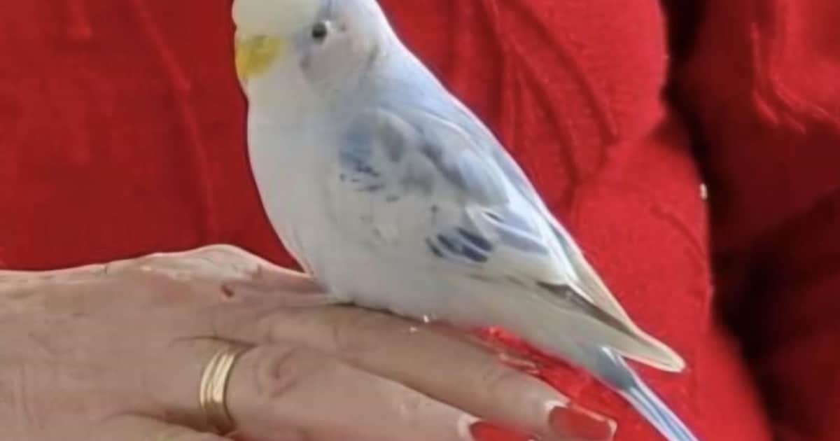 Heb jij Japie gezien? Dit huisdier wordt in Hillegom vermist