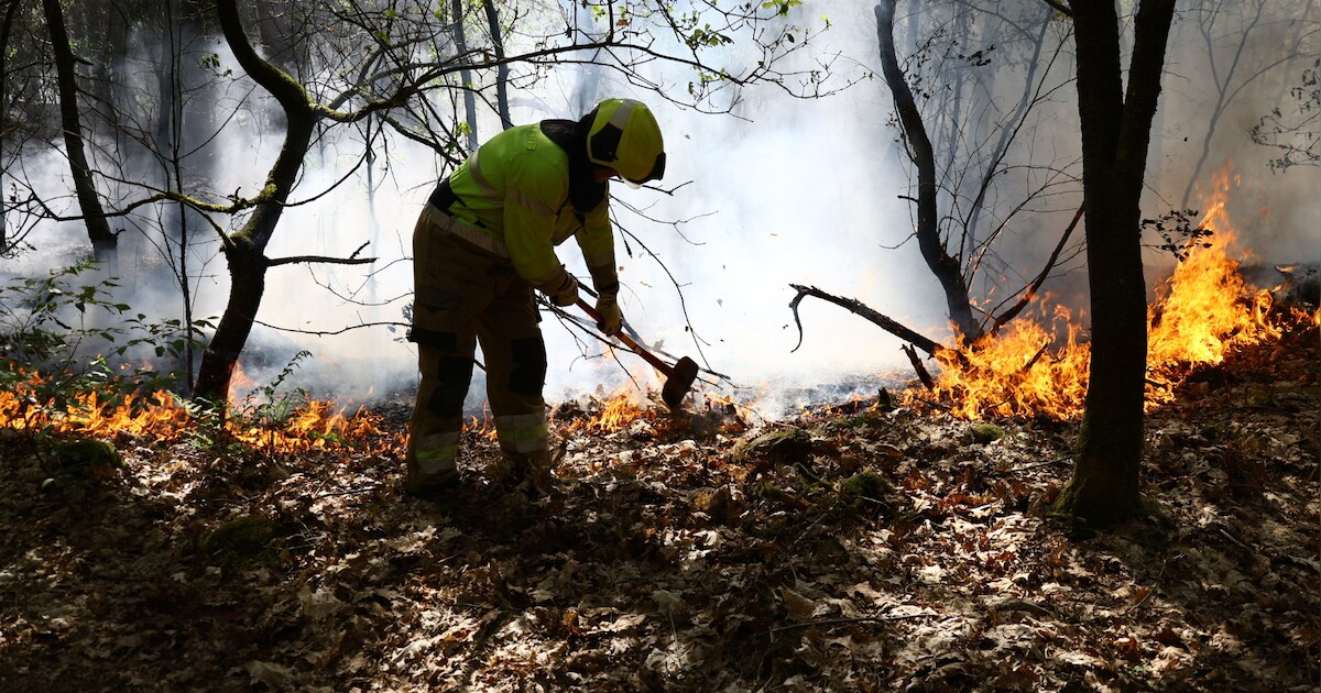 Flinke brand in bos bij Overloon, mountainbiker zou het vuur hebben ontdekt