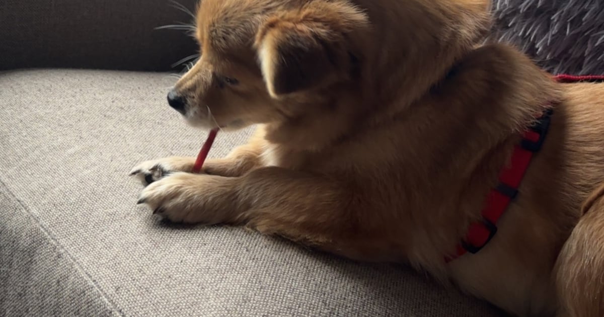 Heb jij Foxie gezien? Dit huisdier wordt in Drechterland vermist