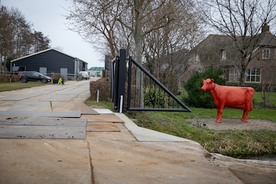 Grotere stal voor internationale gasten? Rechter zet plan Lely in Schipluiden on hold: ‘Onvoldoende 