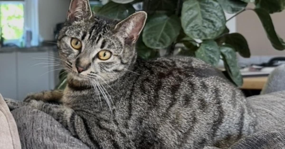 Heb jij Toet, Sien of Dolle gezien? Deze acht huisdieren worden in Schagen vermist
