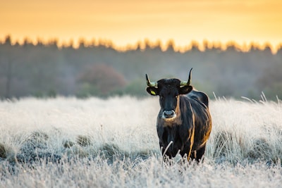 Is typisch Nederlands beeld van koe in de wei binnenkort verleden tijd door toedoen van wolf? ‘Konden hierop wachten’