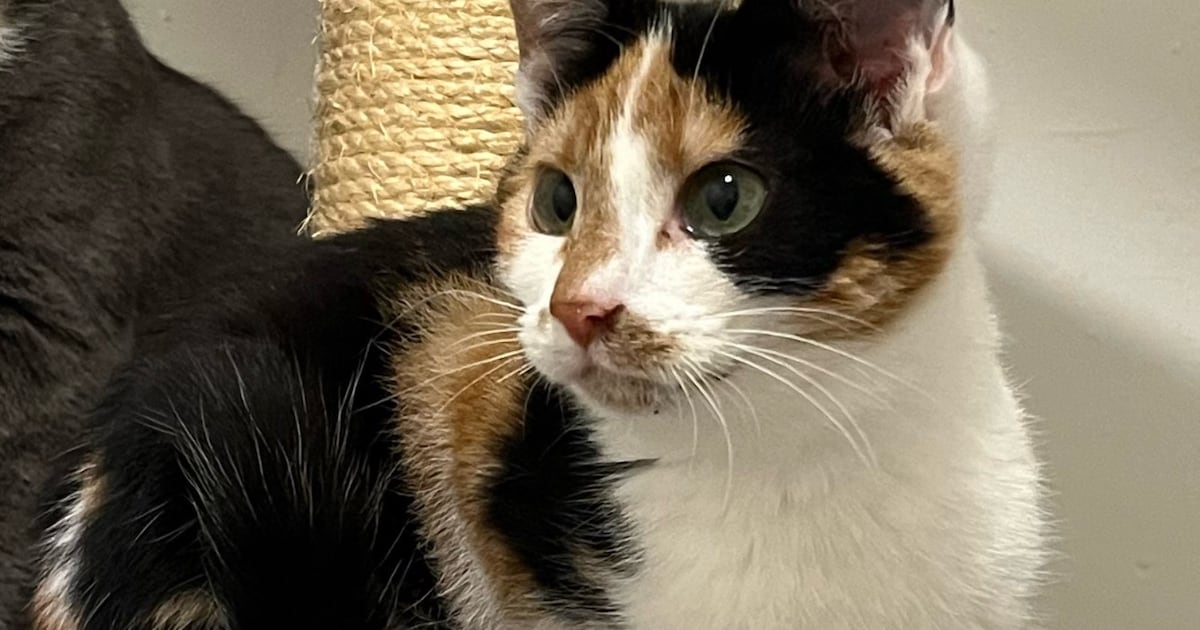 Heb jij Vino of Bonnie gezien? Deze twee huisdieren worden in Groningen vermist