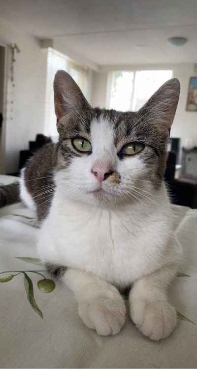 Heb jij Tira gezien? Dit huisdier wordt in Veldhoven vermist
