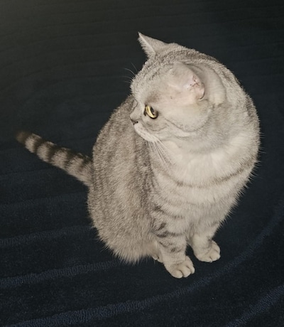 Heb jij Salem, Poppie of Zorro gezien? Deze 10 huisdieren worden in Rotterdam vermist