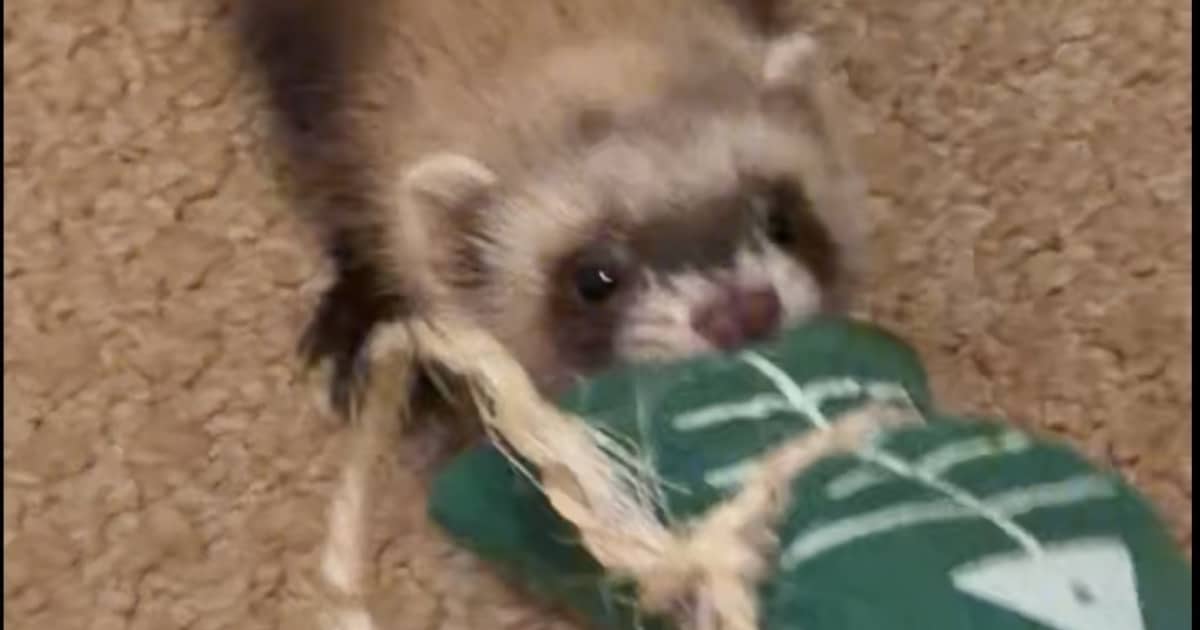 Heb jij Pip of Raisa gezien? Deze twee huisdieren worden in Noordenveld vermist