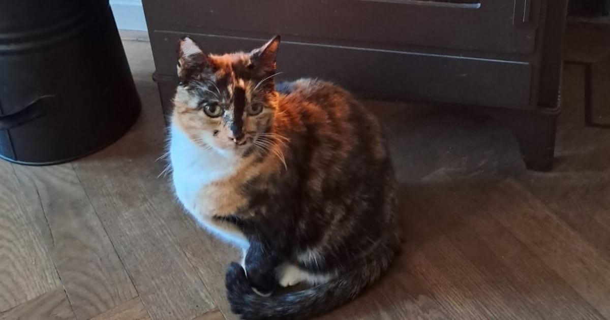 Heb jij Lotje of Suus gezien? Deze twee huisdieren worden in Gilze en Rijen vermist