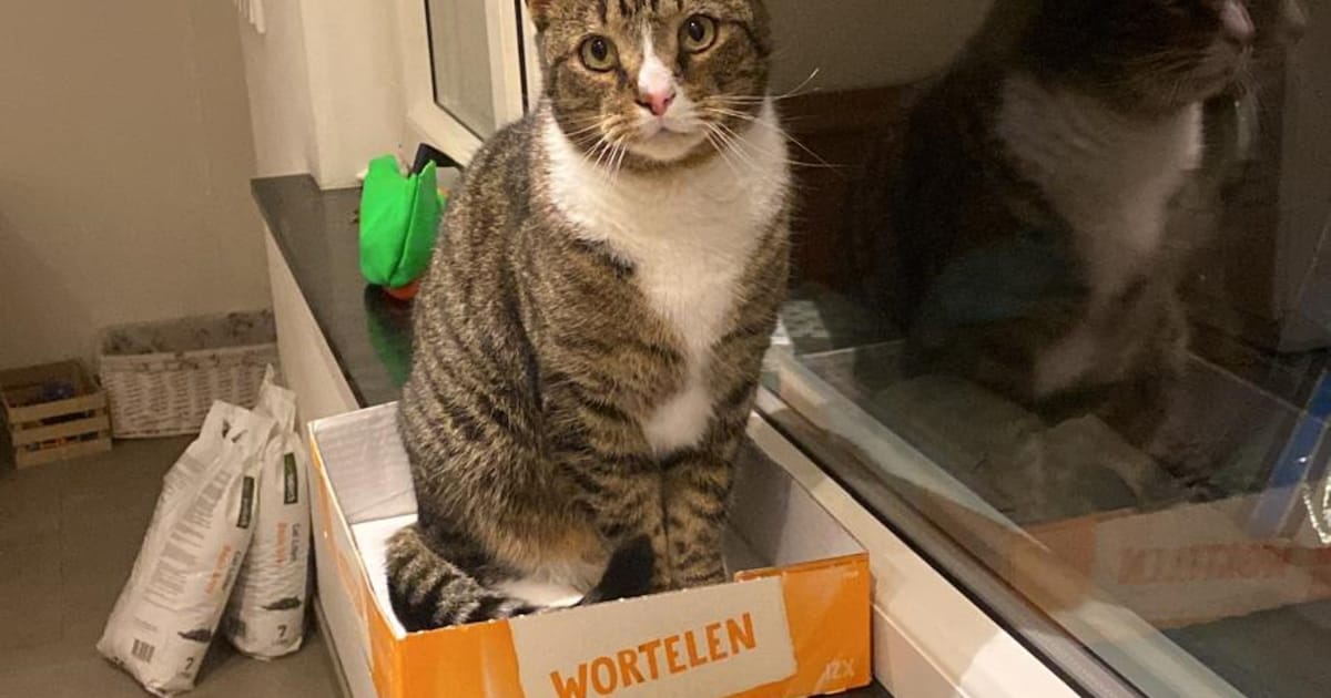 Heb jij Kong gezien? Dit huisdier wordt in Reusel-De Mierden vermist