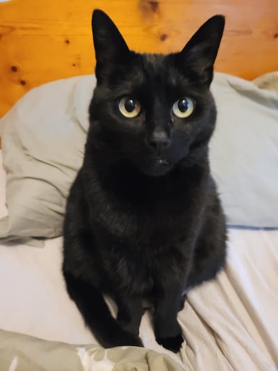 Heb jij Joep, Sofia of Katie gezien? Deze drie huisdieren worden in Oldenzaal vermist
