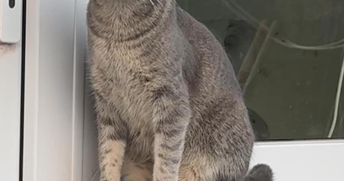 Heb jij Lucy of Lizzy gezien? Deze twee huisdieren worden in Woensdrecht vermist