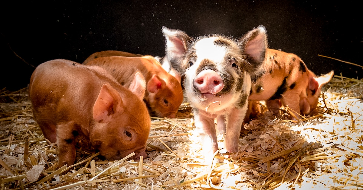 Beheer kinderboerderij Klaverweide in Capelle komt in handen van afvalverwerker Irado
