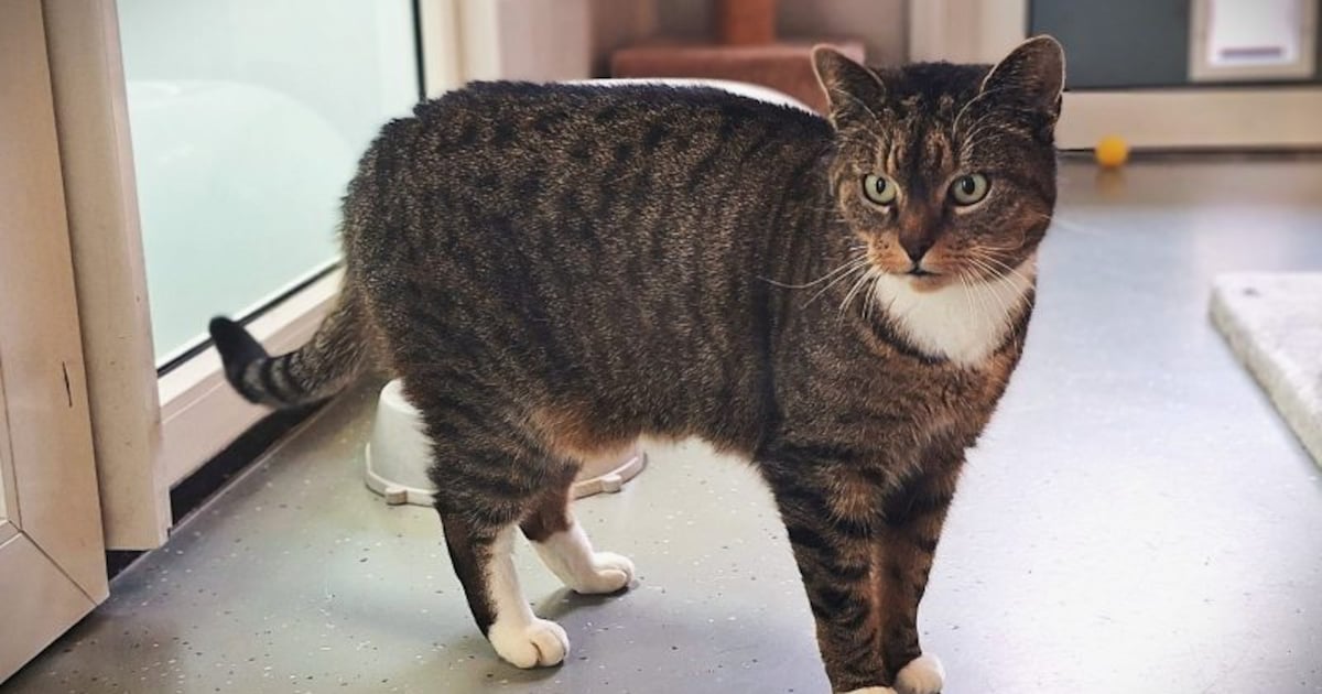 Baasje gezocht: voormalig zwerfkat zoekt fijn thuis