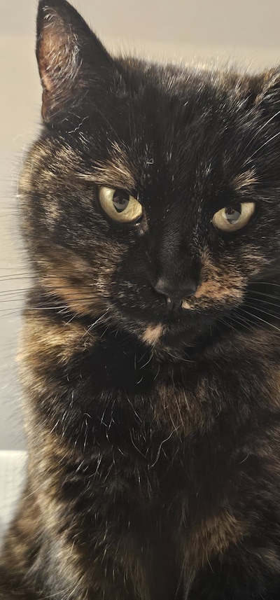 Heb jij Japie, Gyros of Sitka gezien? Deze 17 huisdieren worden in Apeldoorn vermist