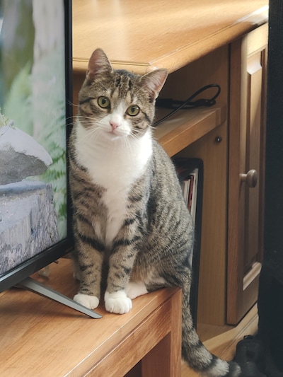 Heb jij Mango, Dio of Lio gezien? Deze vier huisdieren worden in Almelo vermist
