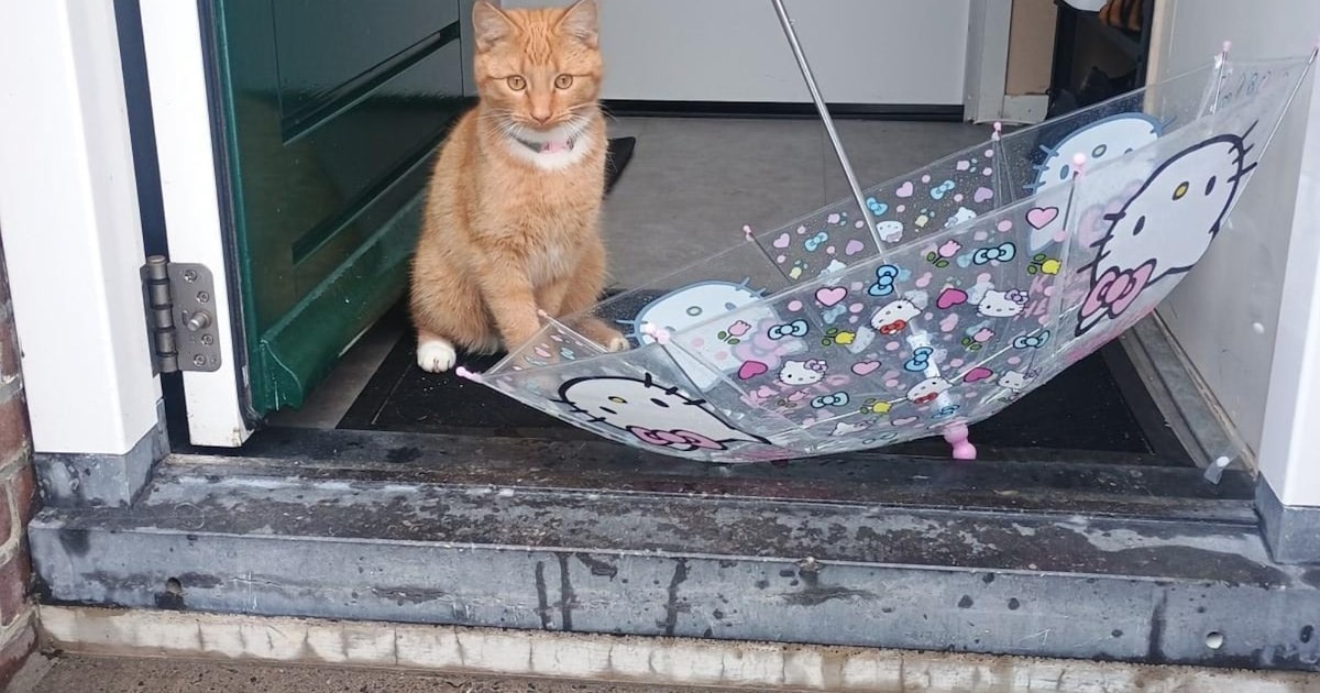 Heb jij Bingo of Shao-Li gezien? Deze twee huisdieren worden in Katwijk vermist