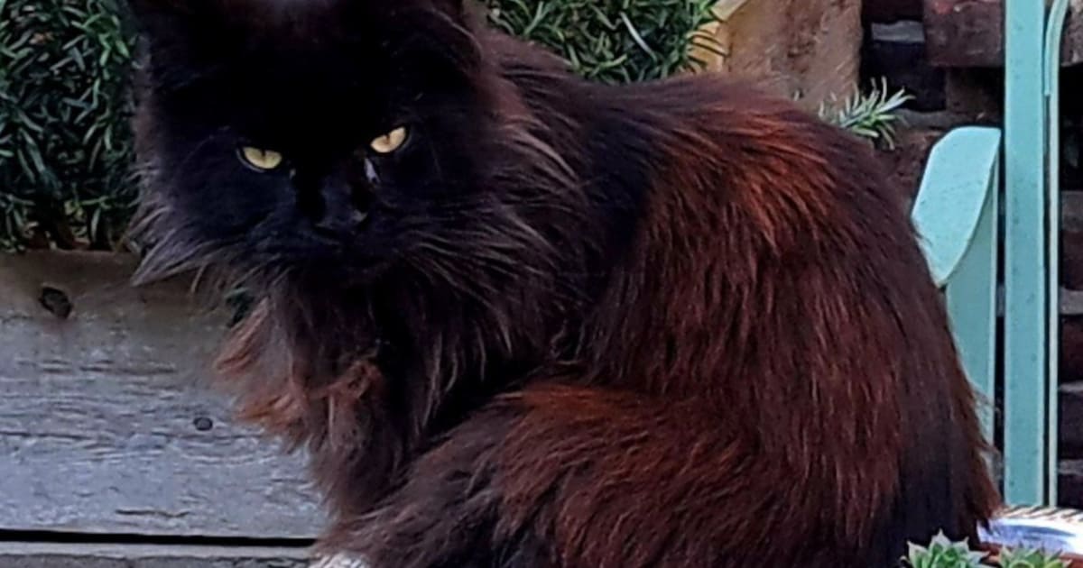 Heb jij Lilith of Sweety gezien? Deze twee huisdieren worden in Kerkrade vermist