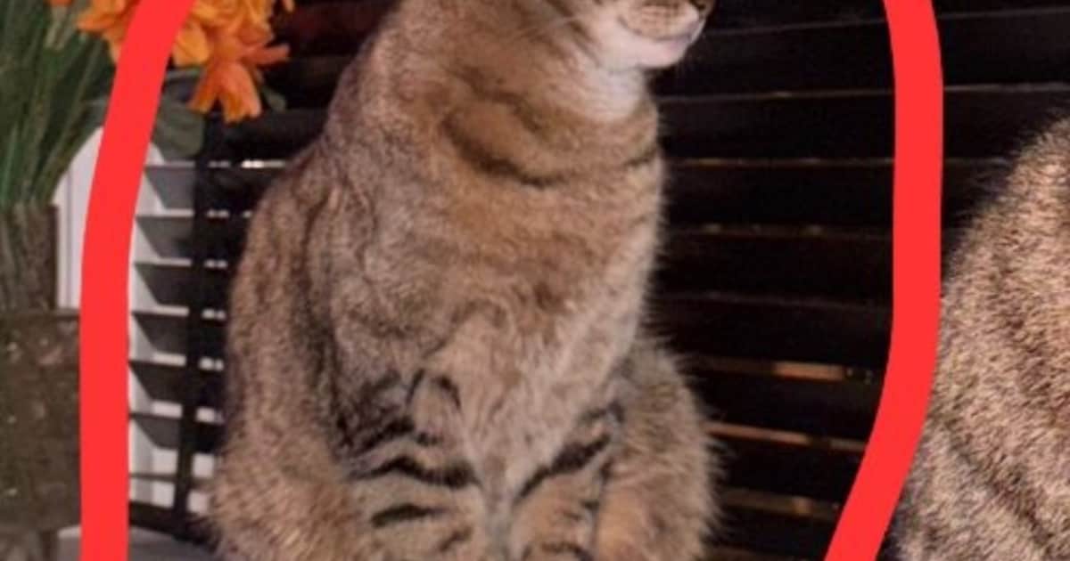 Heb jij Indy of Banjer gezien? Deze twee huisdieren worden in Wijdemeren vermist