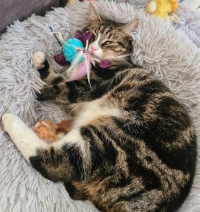 Heb jij Lio gezien? Dit huisdier wordt in Waalwijk vermist