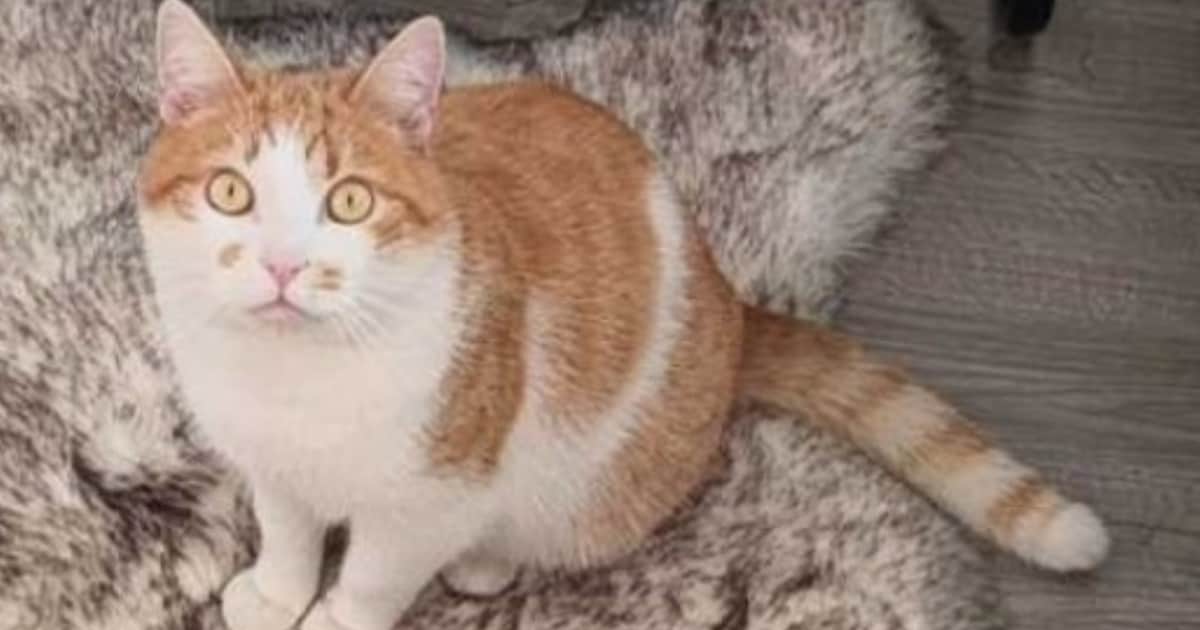 Heb jij Momo gezien? Dit huisdier wordt in Nieuwkoop vermist