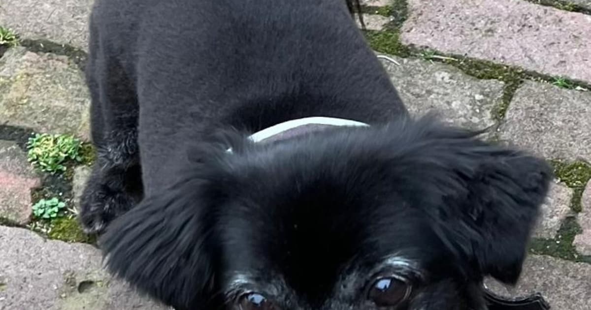 Heb jij Sebastian gezien? Dit huisdier wordt in Heeze-Leende vermist