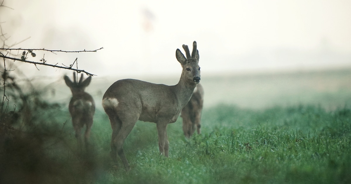 Beheerder van recreatiegebieden in het Groene Hart krijgt 6 miljoen subsidie van de provincie