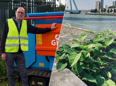 Ontdekte aannemer in zijn keuken dé oplossing tegen duizendknoop? ‘We maken er spinazie à la crème van’