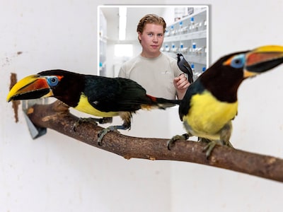 Oisterwijk wil exotische vogelhandelaar die verdacht wordt van illegale praktijken weg hebben