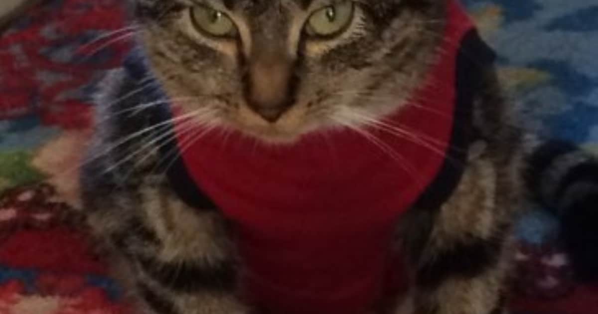 Heb jij Roxy of AnnaBella gezien? Deze twee huisdieren worden in Nieuwkoop vermist