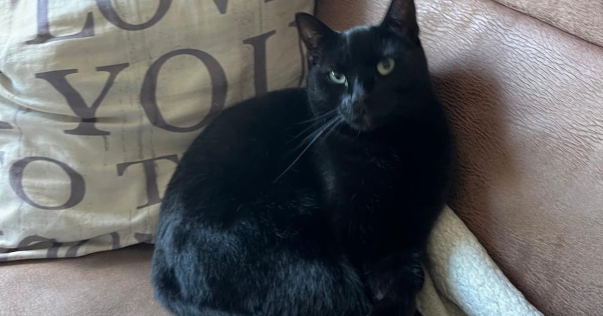 Heb jij Nero of Zen gezien? Deze twee huisdieren worden in Waddinxveen vermist