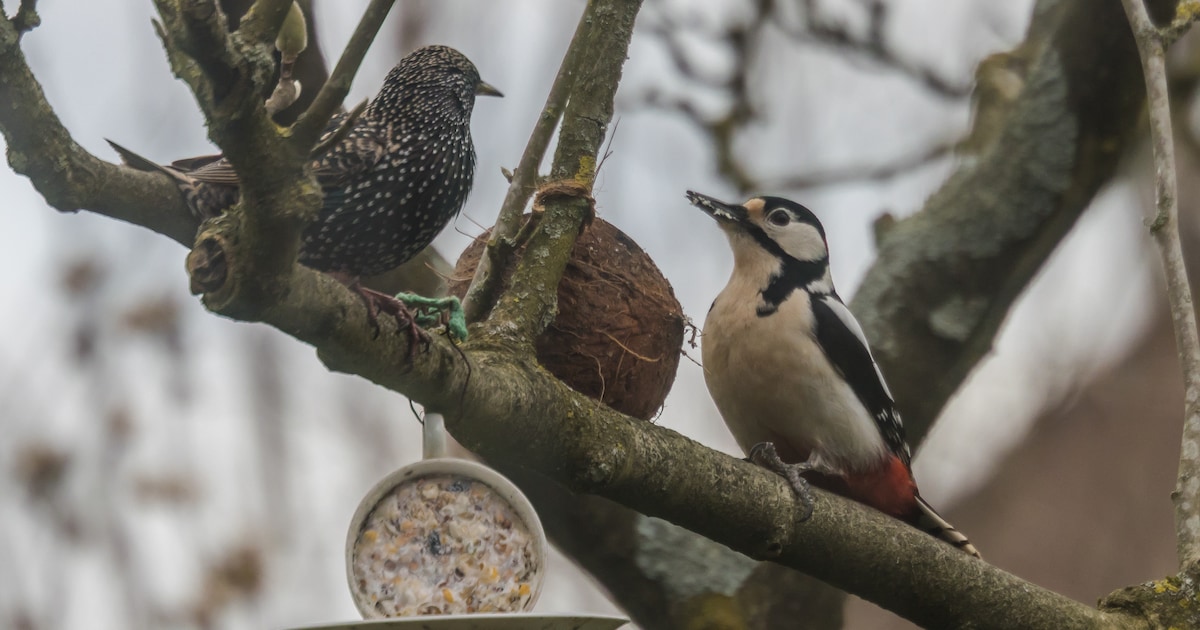 Inspiratiemiddag over Tuinvogeltelling in Bibliotheek Someren