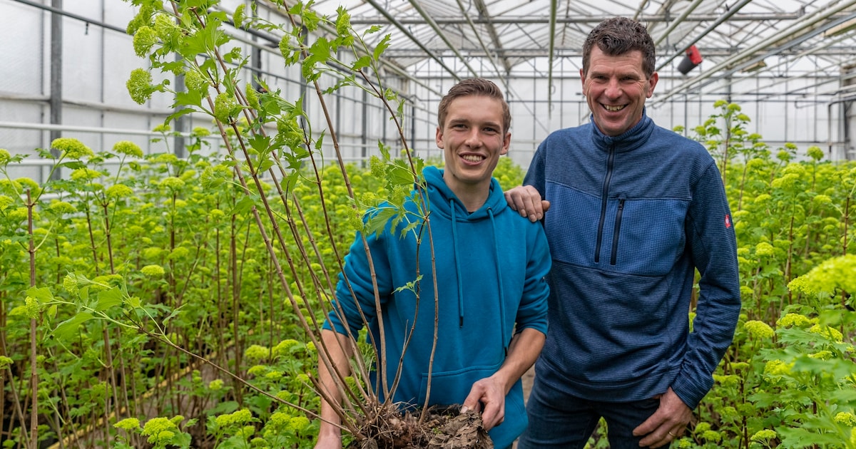 Pieter en zoon Joris zijn het liefst op ’t werfie: ‘Kwekers Vrouwenakker zien elkaar niet als concur