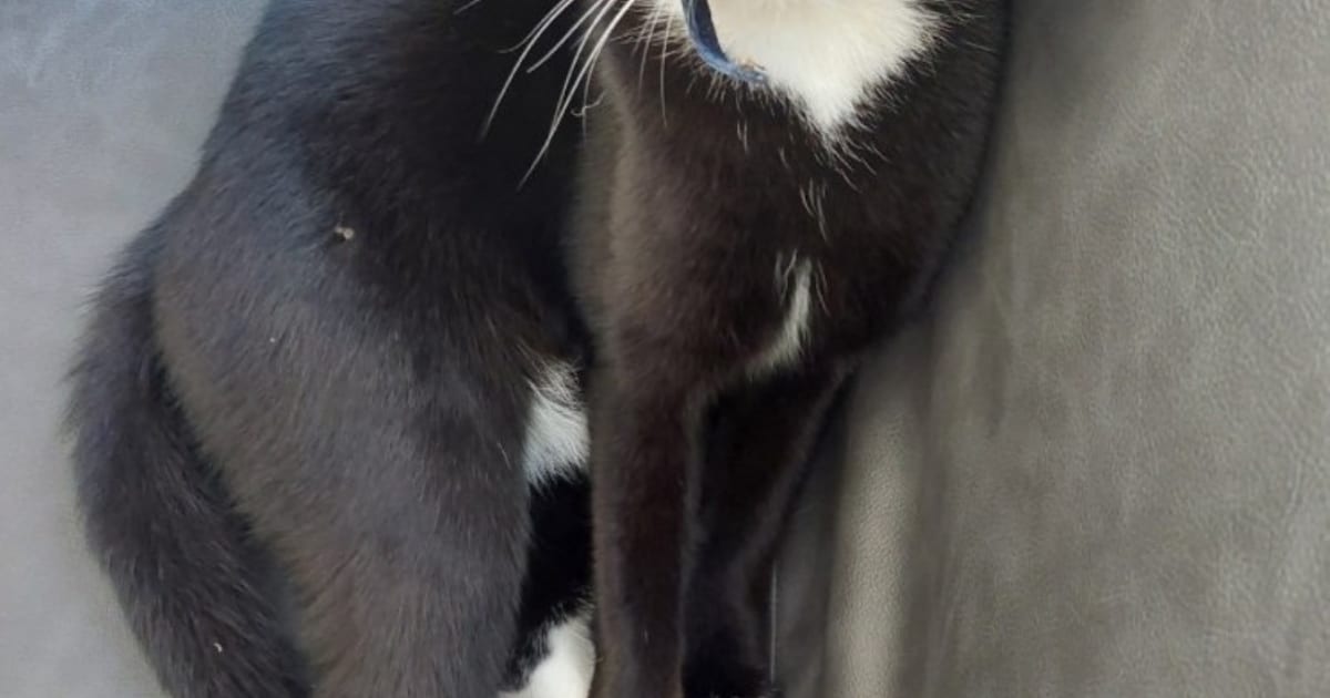 Heb jij Mowgli of Puk gezien? Deze twee huisdieren worden in Culemborg vermist