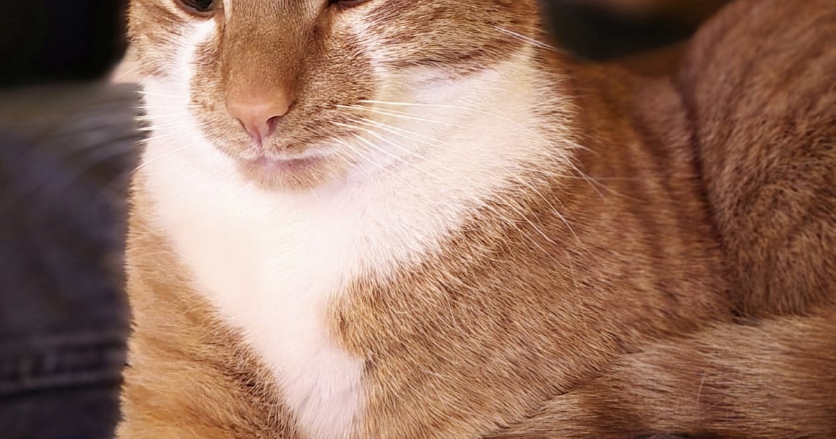 Heb jij Jip of Masha gezien? Deze twee huisdieren worden in Albrandswaard vermist