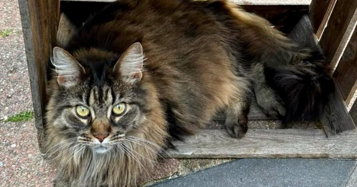 Heb jij Maxi gezien? Dit huisdier wordt in Voorschoten vermist