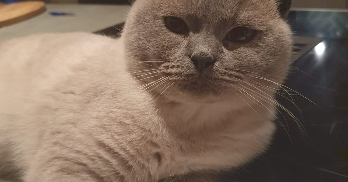 Heb jij Scooby, Quinti of Nala gezien? Deze zes huisdieren worden in Velsen vermist