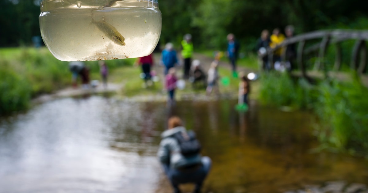 Kinderen ontdekken waterdiertjes tijdens Slootjesdag op Fort Giessen