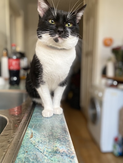 Heb jij Bernie, Fibi of Bumper gezien? Deze 46 huisdieren worden in Den Haag vermist
