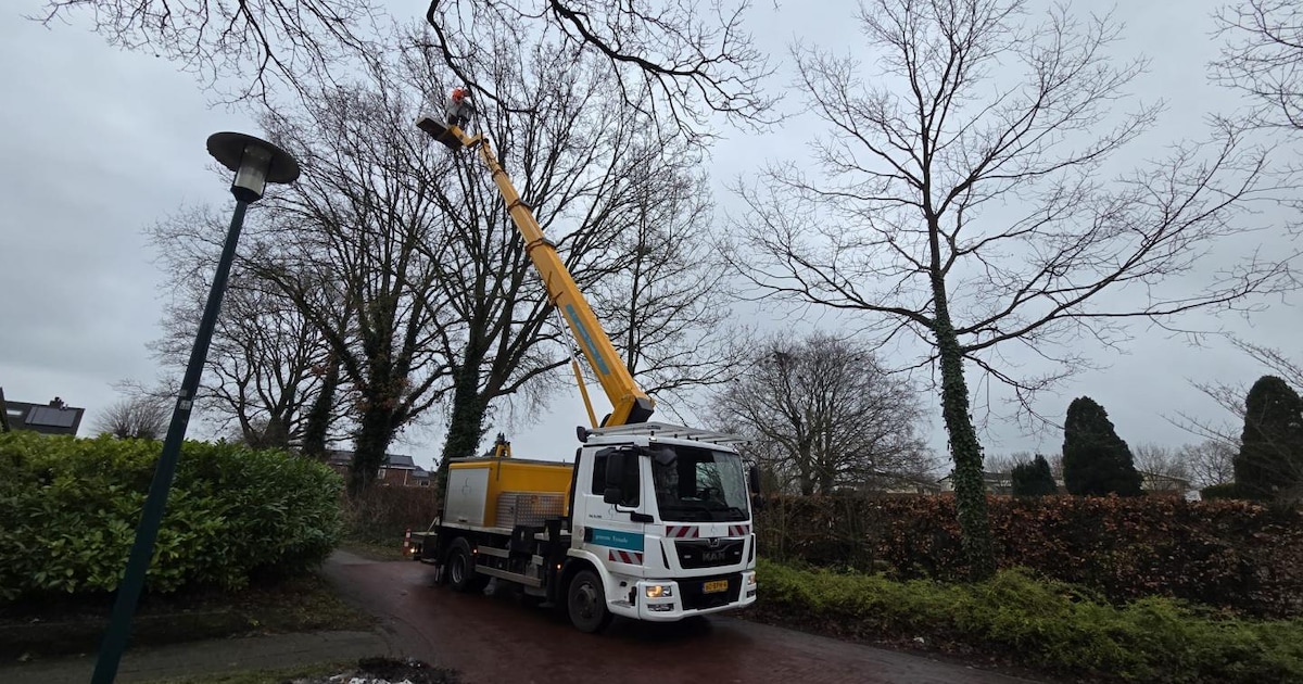 Gemeente Tynaarlo snoeit bomen tegen roekenoverlast in Eelde